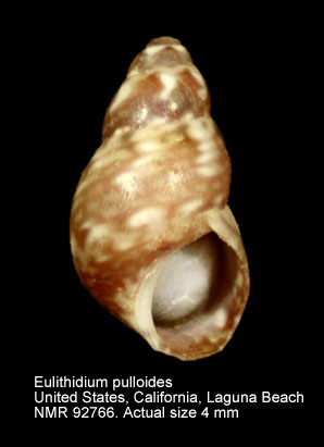 Eulithidium pulloides.jpg - Eulithidium pulloides (Carpenter,1865)
